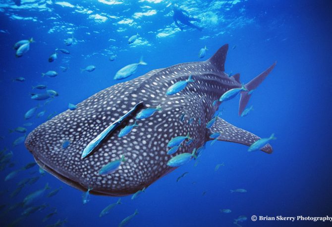 Brian Skerry Whale Shark