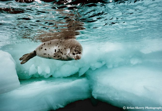 Brian Skerry Harp Seal