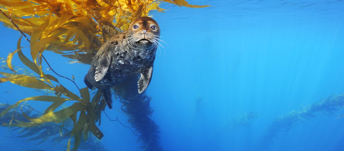 Brian Skerry Sea Lion