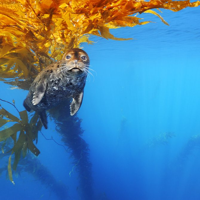 Brian Skerry Sea Lion