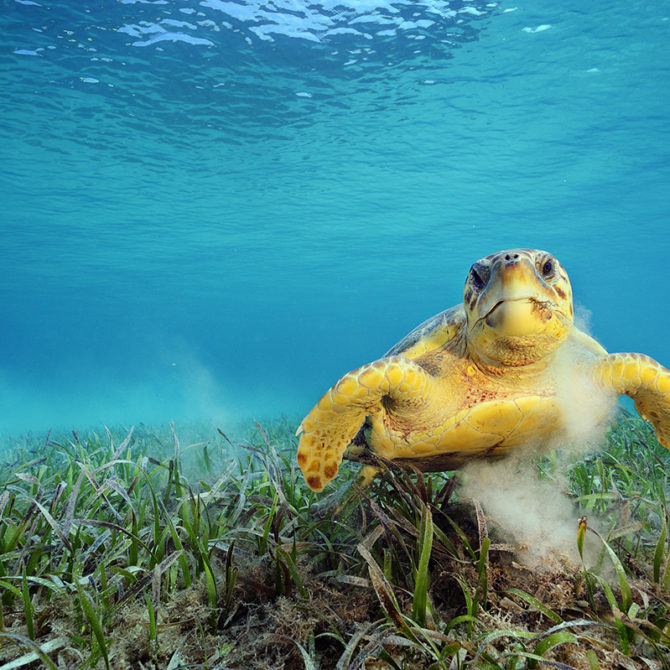 Loggerhead Turtle feeding on sea grass, Belize.